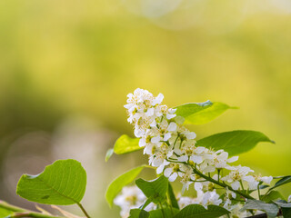 White flowers blooming bird cherry. Close-up of a Flowering Prunus padus Tree with White Little Blossoms
