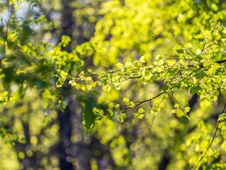 Green bushes with young leaves in the sunset