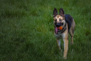 2022-05-30 A GERMAN SHEPARD PUPPY WALKING WITH A ORANGE AND BLUE BALL IN ITS MOUTH AT THE MARYMOOR OFF LEASH DOG PARK IN REDMOND WASHINGTON
