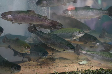 Almaty, Kazakhstan - 03.25.2022 : Sale of various types of fish on the open market