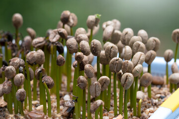 Coffee Beans growing to Coffee Plants in nature background.