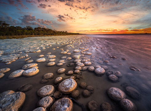 Thrombolites can be distinguished from microbialites or stromatolites by their massive size