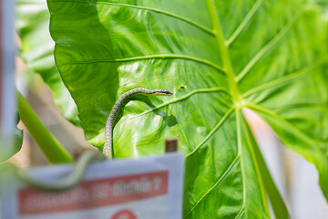 A green snake slithering on a large leaf.
