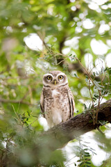 Spotted Owlet Perched on a tree.