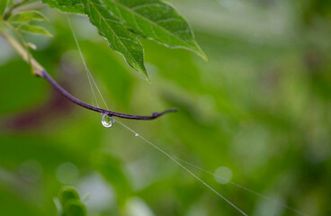 Rainwater drops