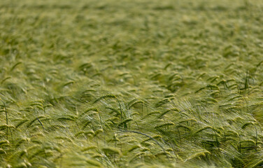 Grain field with green ears