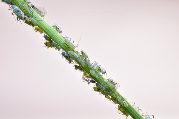 A green aphid sits on a stalk of grass.