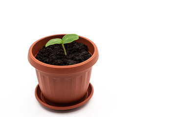 Top or side view of a young plant in a pot on a white background. cucumber seedling