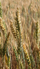 golden ears of wheat in the field cultivated with cereal plants during ripening in early summer which will be used for the production of flour