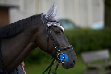 Head shot portrait close up of a young horse on show jumping event. Side view head shot of a...