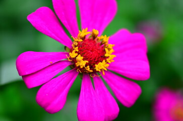 Obraz premium close up nature around the house