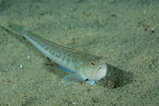 Tracina drago, Trachinus draco, appoggiata al fondo sabbioso