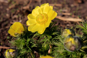 yellow flower in the garden close up