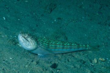 Fototapeta premium pesce lucertola, Synodus saurus, appoggiato sulla sabbia