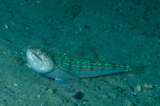 pesce lucertola, Synodus saurus, appoggiato sulla sabbia