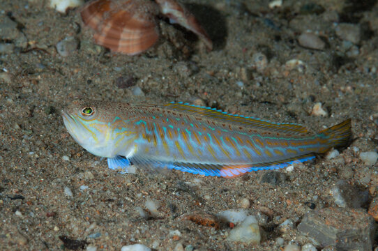 Tracina drago, Trachinus draco, appoggiata al fondo sabbioso