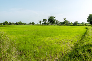 Fototapeta premium Plots of jasmine rice in Thailand.