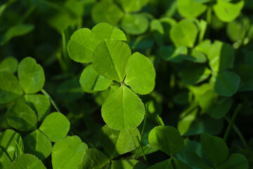 Fototapeta na wymiar Closeup view of beautiful green clover leaves