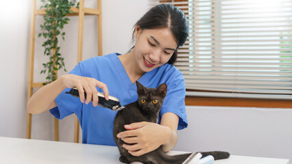 Pet salon concept, Female veterinarian using hair clipper to trim fur of cat in the salon