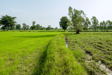 Fototapeta premium Mature rice fields and rice fields that are in the process of soil preparation in Thailand.