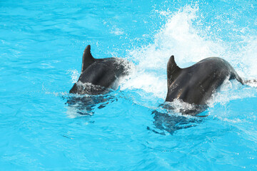 Obraz premium Dolphins swimming in pool at marine mammal park