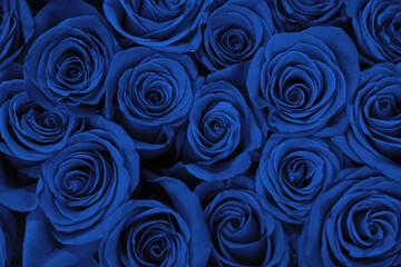 Beautiful fresh blue roses as background, closeup. Floral decor