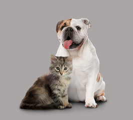 Obraz premium Cute cat and dog on grey background. Animal friendship