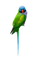 Foto op Plexiglas parrot isolated on white © fotomaster