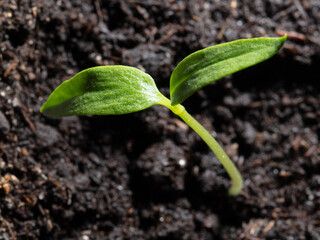 A small sprout of bell pepper sprouts in the ground.