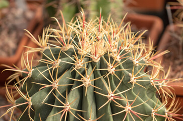 Naklejka na ściany i meble Cactus plant in the arboretum.