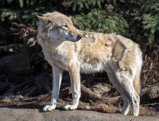 Wolf in the park in early spring.
