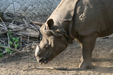 Obraz premium オチョボグチの可愛いインドサイ