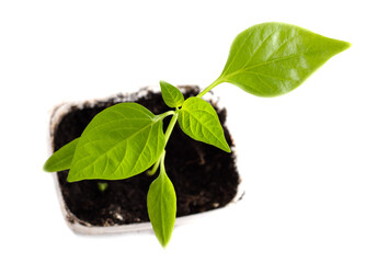 Small paprika sprout isolated on white background.