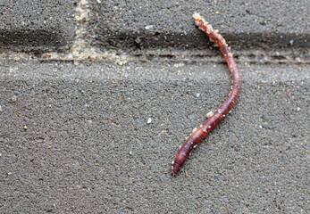 Earthworm on paving slabs after rain.