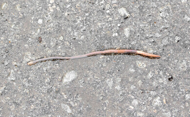 Earthworm on the asphalt road.