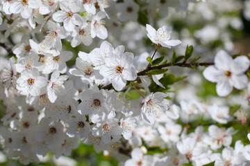 Flowers on a cherry tree in the park.