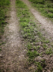 Dirt road in green grass.