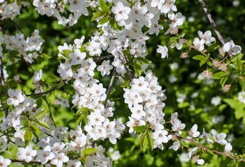 Flowers on a cherry tree in the park.