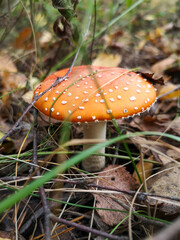 Mushroom red fly agaric in nature.
