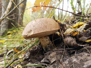 Mushroom boletus in the park in nature.