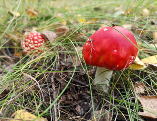 Mushroom red fly agaric in nature.