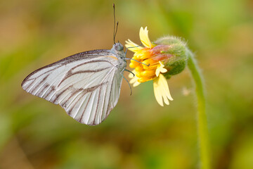 white butterfly on grass flower with yellow stamen in the natural background