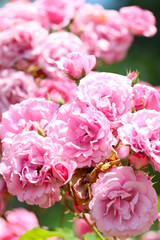 Beautiful mix pink coloring elegant rose flower 