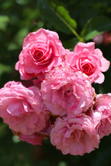 Pink colored elegant rose flower bunch 