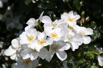 Noble white rose flower head of 