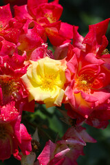 Beautiful red and yellow coloring rose flower 