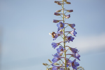 bumblebee on delphinium flowers sky background