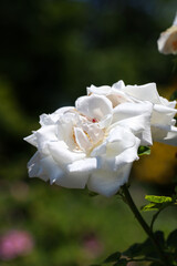 Large classic white rose flower head of 