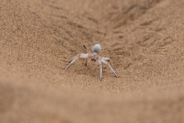 Namibia, dancing white lady spider, spider in the desert
