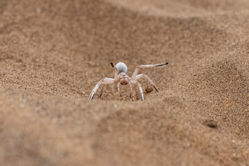 Namibia, dancing white lady spider, spider in the desert
